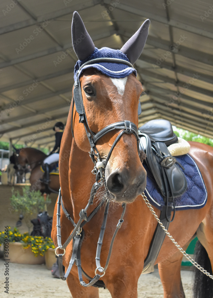 Obraz premium A sorrel mare waits off the track her turn to compete. Front foreground view