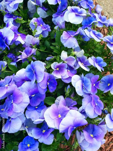 blue flowers in the garden