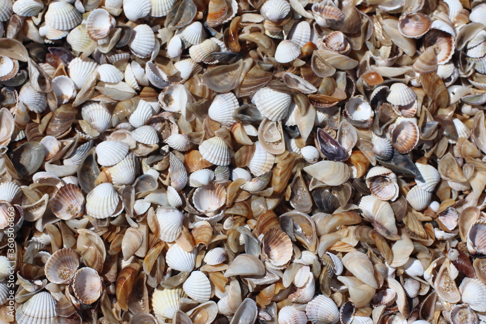 Seashells Background. Seashells in a sand. Seashells Background. Seashells in a sand.