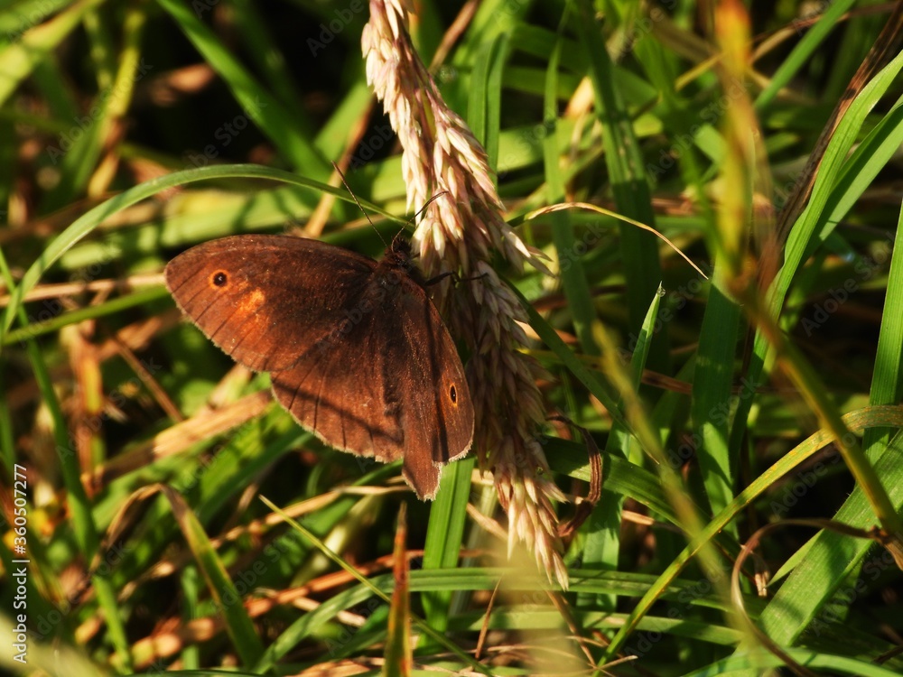 Obraz premium butterfly on the grass
