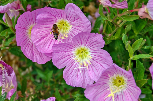 Bee and Pink Evening Primrose