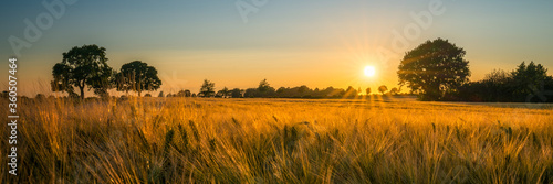 field of barley in the sunset