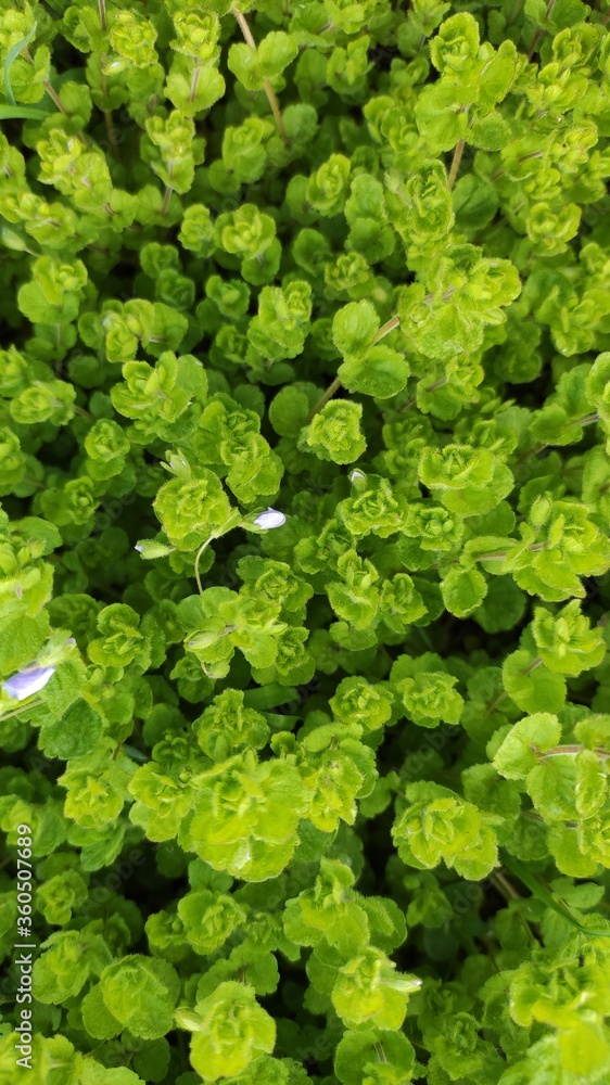 green leaves background green leaves background