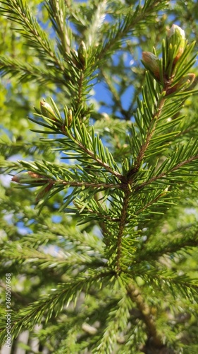 pine tree branches