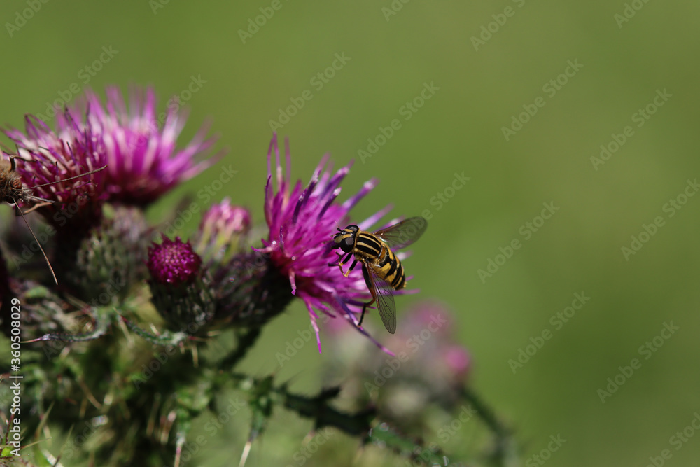 Drone Fly on Thistle Flower Drone Fly on Thistle Flower