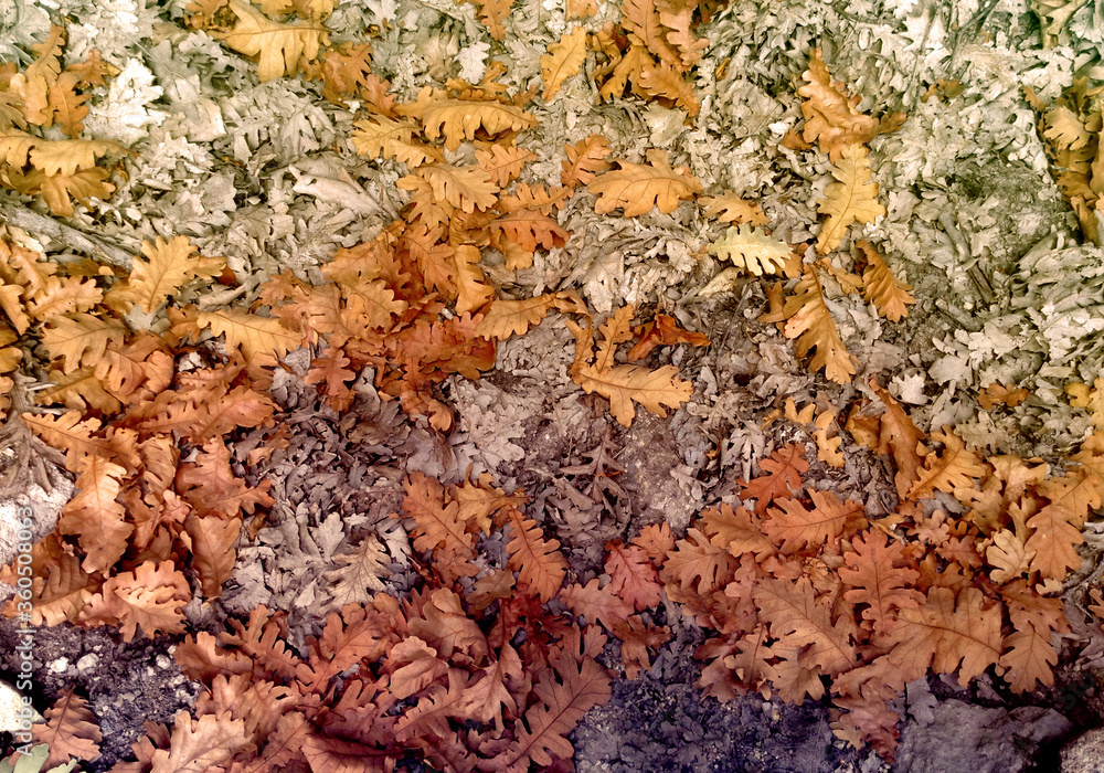 Autumn leaves on the ground