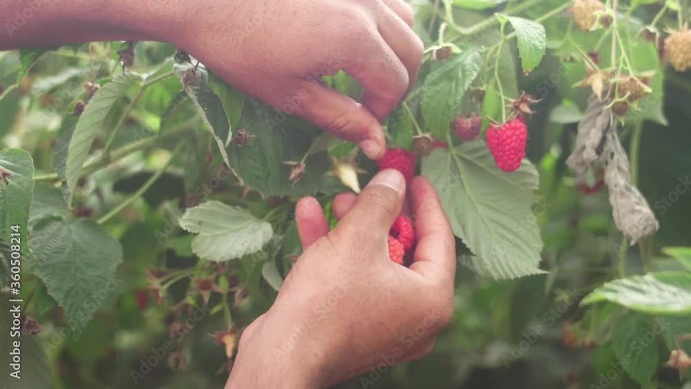 harvest red raspberry from plantation slow motion harvest red raspberry from plantation slow motion