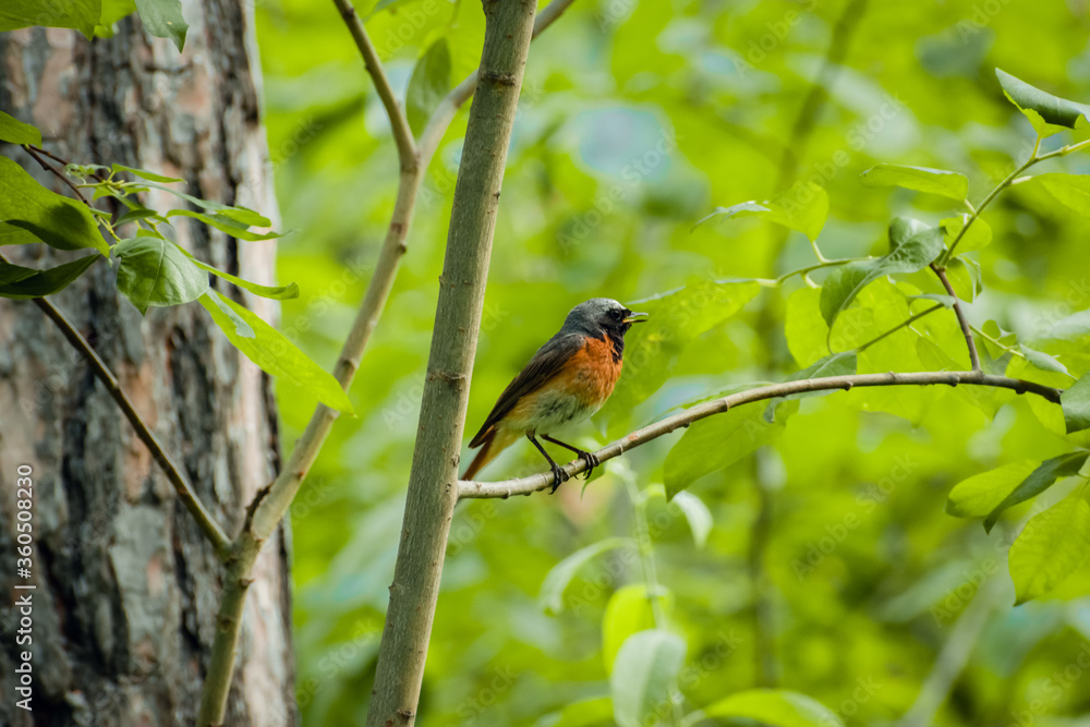 Male Common Redstart (Phoenicurus phoenicurus) Male Common Redstart (Phoenicurus phoenicurus)