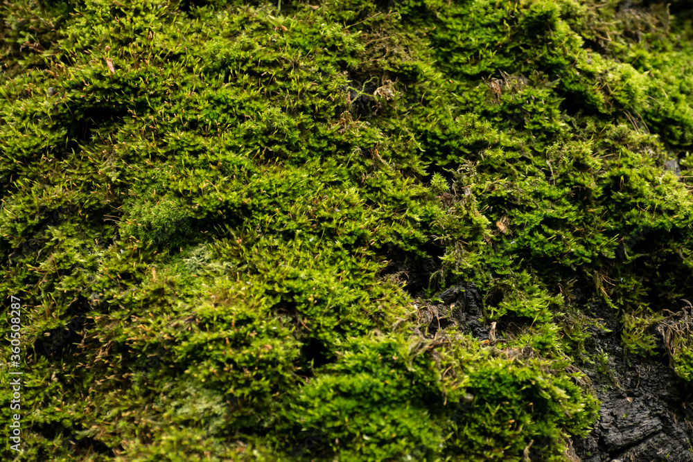Beautiful green moss on the floor, moss closeup, macro. Beautiful background of moss for wallpaper.