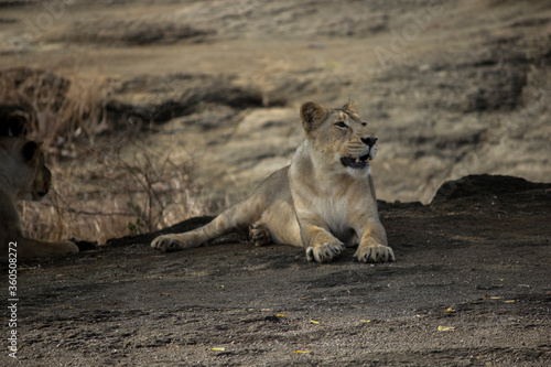 Young Asiatic lion sitting under a tree in forest 