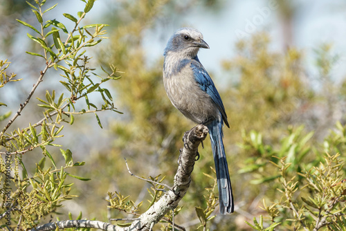 The rare and endemic Florida Scrub Jay