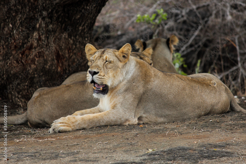A beautiful queen of forest Asiatic lioness in forest A beautiful queen of forest Asiatic lioness in forest