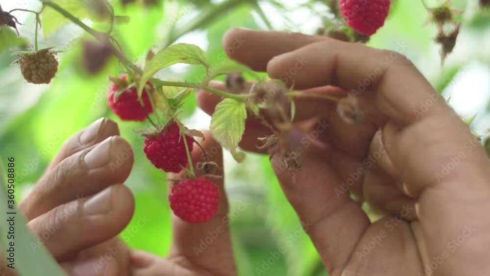 harvest red raspberry from plantation slow motion harvest red raspberry from plantation slow motion