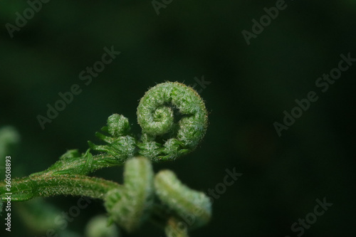 Curled Fern Leaf Close-up
