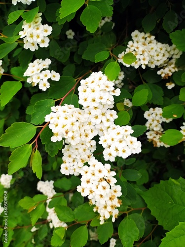 white meadowsweet