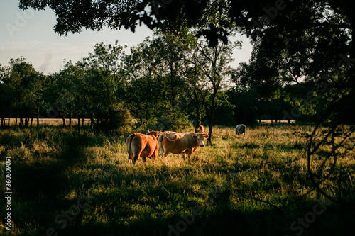 Obraz na plátně vaches dans un champ au couché du soleil