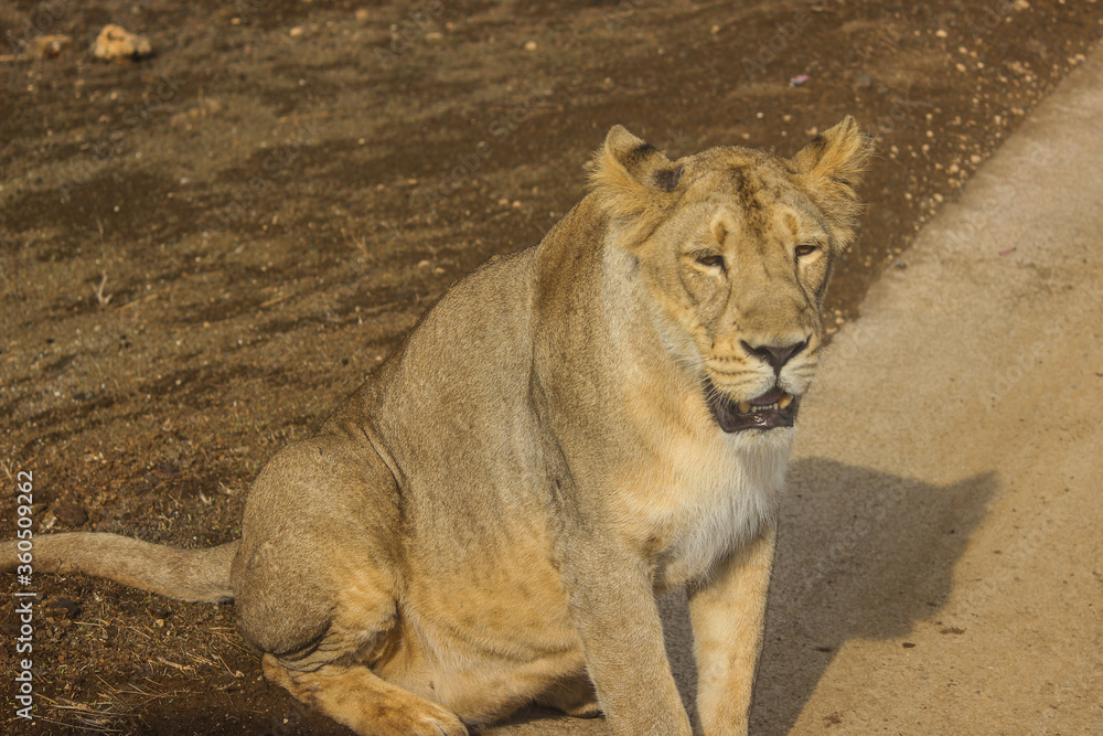 A beautiful queen of forest Asiatic lioness in forest A beautiful queen of forest Asiatic lioness in forest