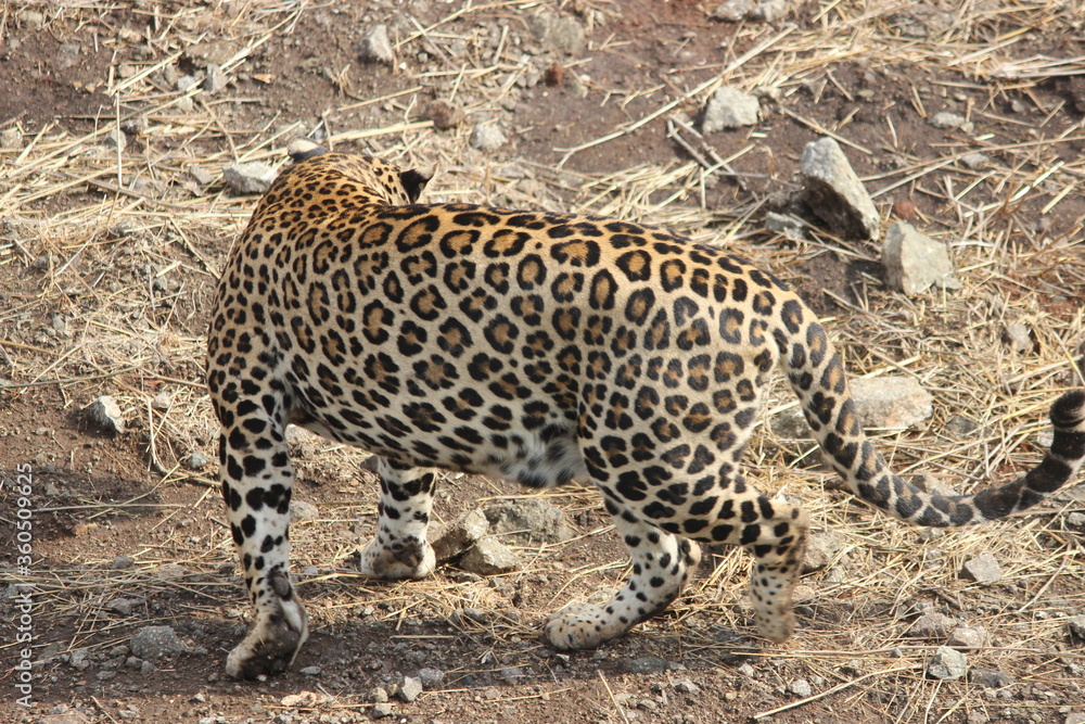 Beautiful design of skin of leopard in dry forest Beautiful design of skin of leopard in dry forest