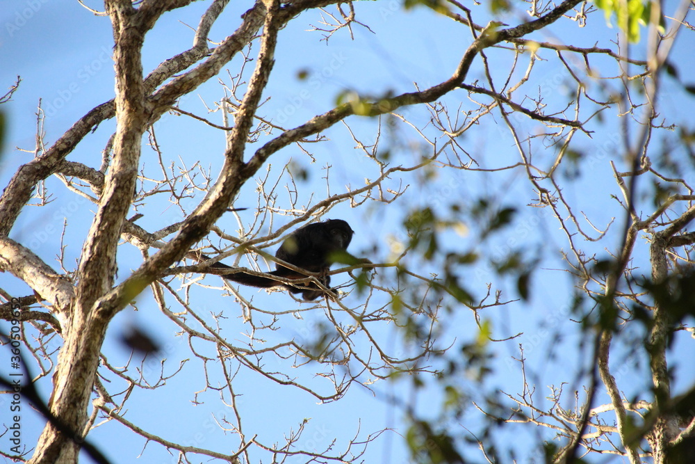 Alouatta Alouatta
