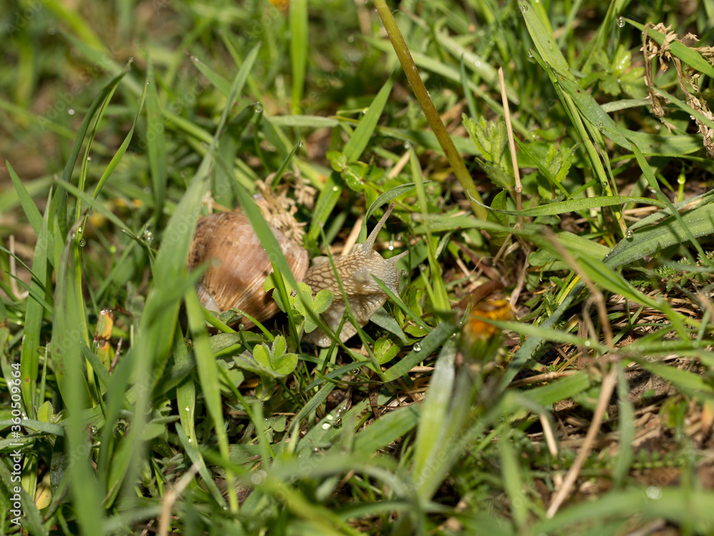 Grape snail early morning