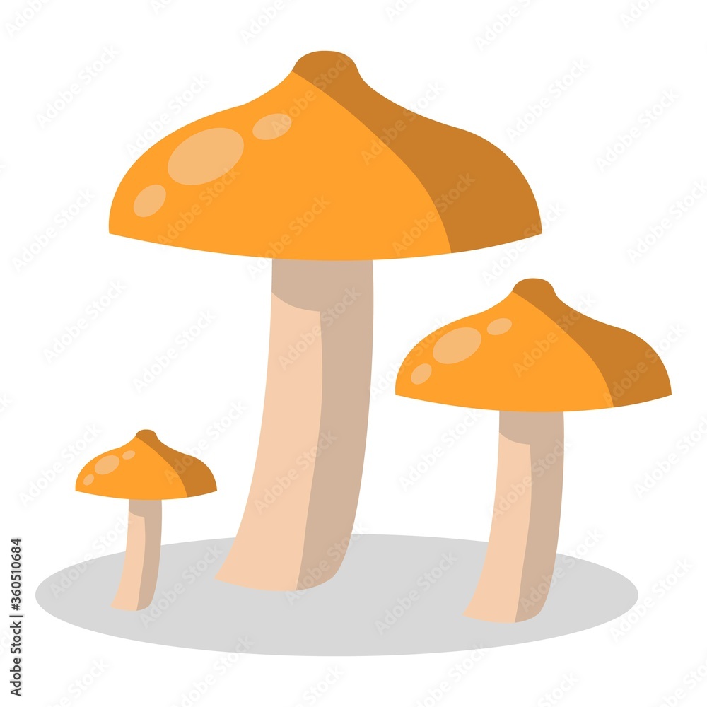 Forest mushroom, kinds of mushrooms. boletus, mushroom chanterelle, orange-cap boletus.