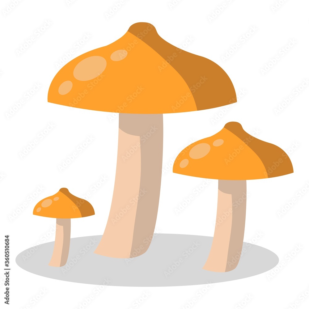 Forest mushroom, kinds of mushrooms. boletus, mushroom chanterelle, orange-cap boletus. Forest mushroom, kinds of mushrooms. boletus, mushroom chanterelle, orange-cap boletus.