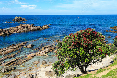A flowering pohutukawa tree on the rocky coastline at the base of Mount Maunganui, New Zealand