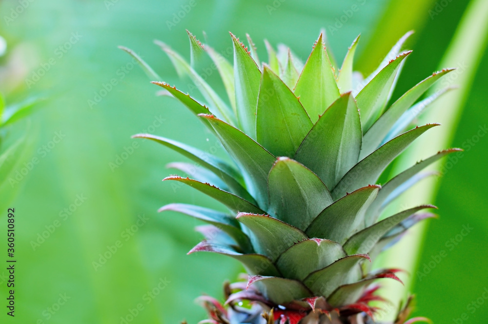 Obraz premium Pineapple leaves in a natural