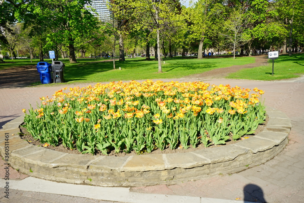 University of Toronto Campus spring landscape