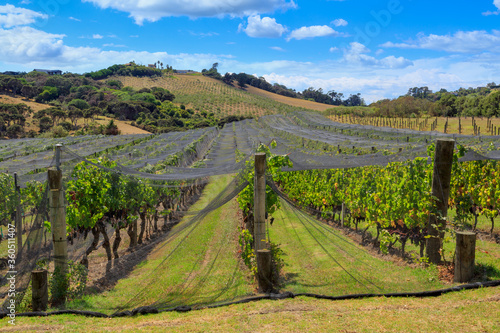 A vineyard on Waiheke Island, New Zealand. Red wine-making grapes ripen under the summer sun
