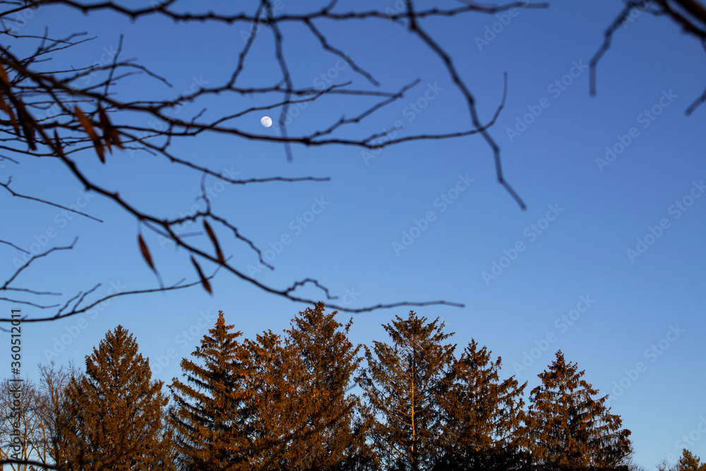 Obraz premium Moon and Tree