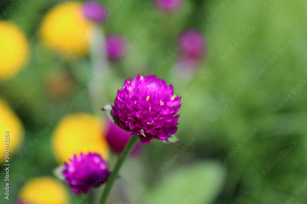 Purple thistle flower