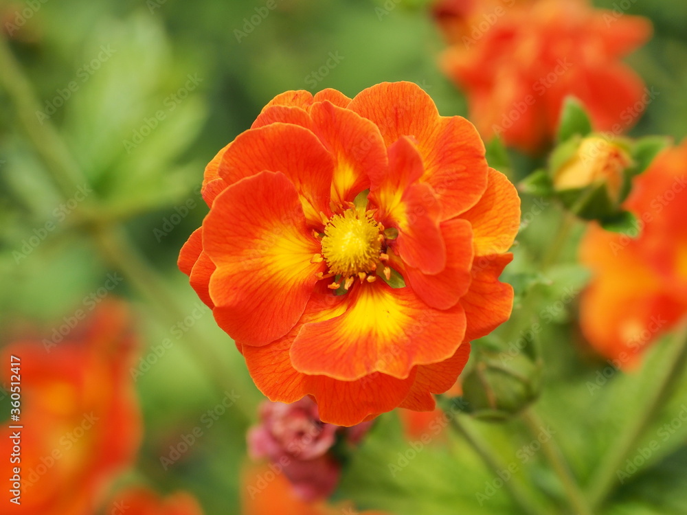 Beautiful Flowers Beautiful Flowers