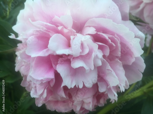Pfingstrosenblüte