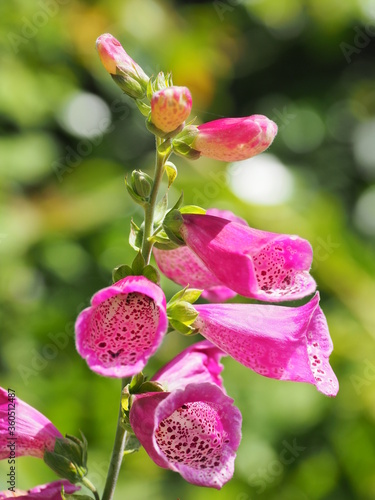 Beautiful Flowers 