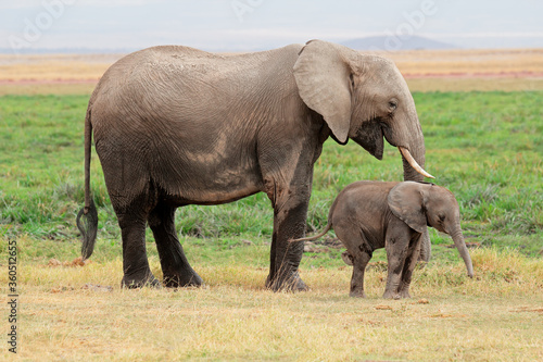 African elephant (Loxodonta africana) cow with young calf, Amboseli National Park, Kenya.