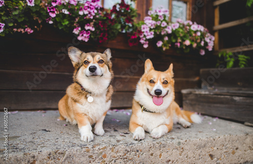two welsh corgi pembroke dogs smiling in front of the wooden house