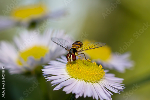 Hoverfly on yellow daisy flower