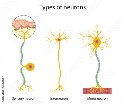 Three main types of neurons: sensory, interneuron and motor photo