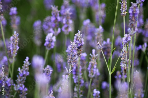 Plantas con flores moradas en un parterre