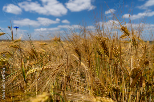 Golden grain fields on a sunny summer day. Polish countryside.