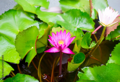 Purple lotus flower and beautiful pink  native species of Southeast Asia region in june 2020.