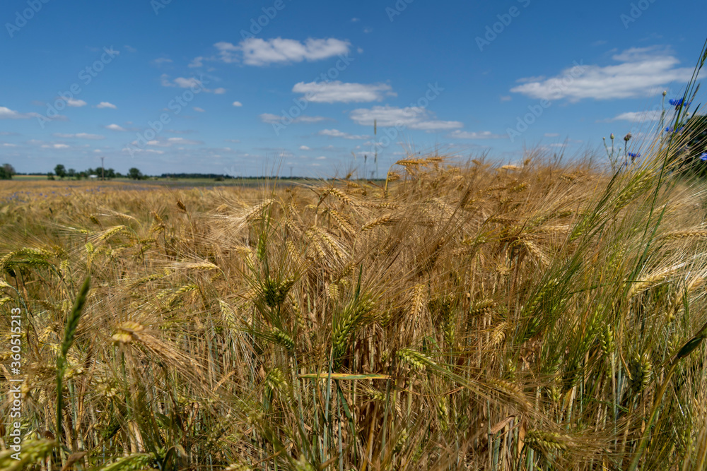 Golden grain against the blue sky. Ripe Rye