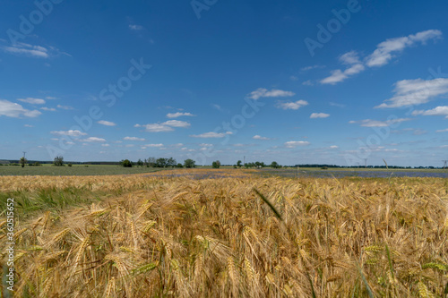 Golden grain fields on a sunny summer day. Polish countryside.