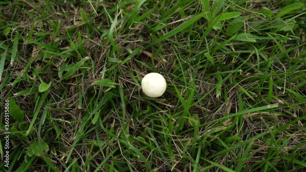 Small mushroom in the field