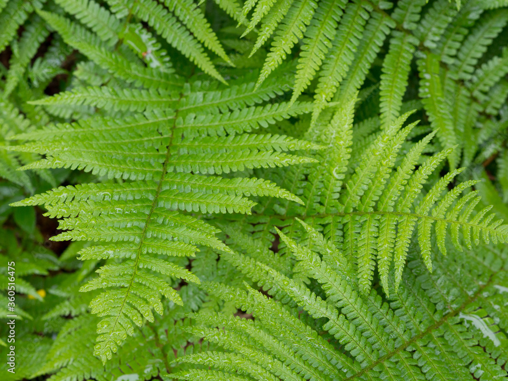 Fern leaves. Fresh green. Natural green background. Fern leaves. Fresh green. Natural green background.