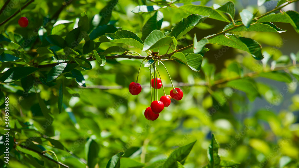 Cherry. Red cherries. The first fresh cherries of the summer season. Cherry. Red cherries. The first fresh cherries of the summer season.