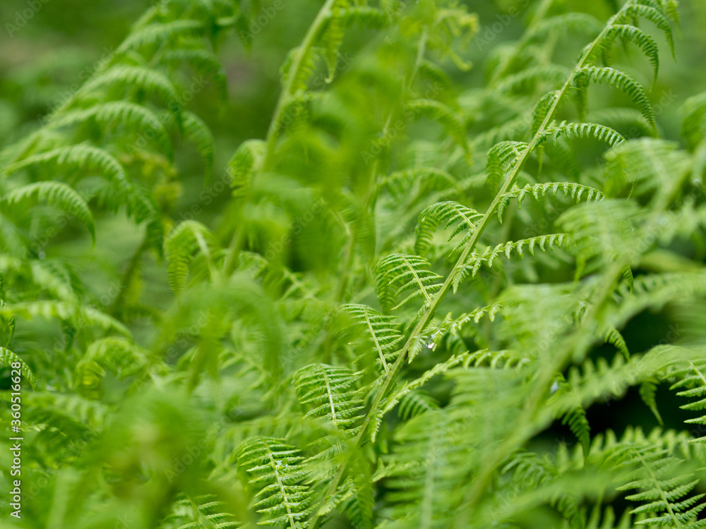 Fresh green fern branches. Natural background. Fresh green fern branches. Natural background.