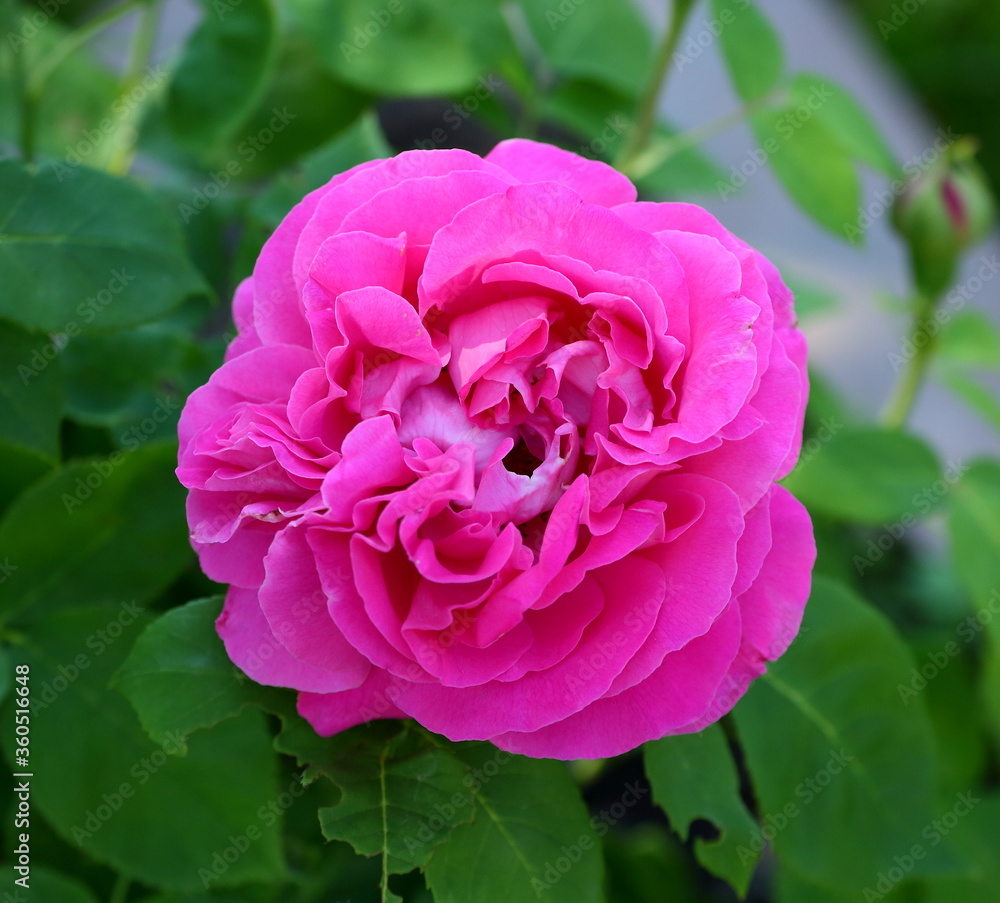 Pink rose on a green background