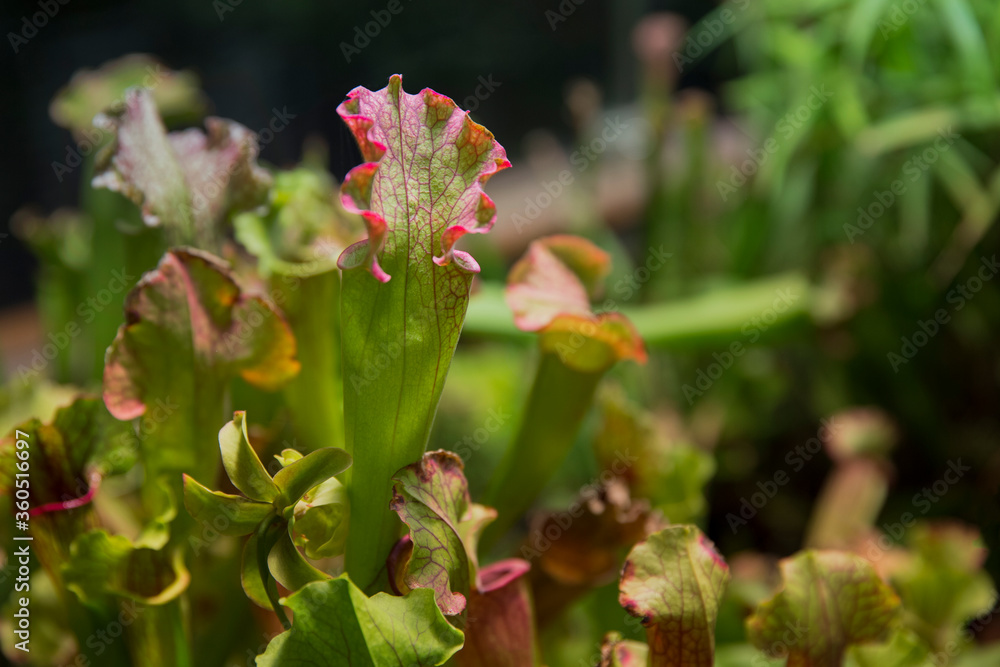 Exotic flower. Carnivorous pitcher plants. Macro of a sarracenia, also called a trumpet pitcher, on a blurred background Exotic flower. Carnivorous pitcher plants. Macro of a sarracenia, also called a trumpet pitcher, on a blurred background